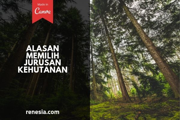 Alasan Memilih Jurusan Kehutanan