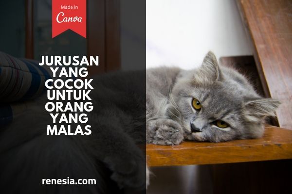 Jurusan Yang Cocok Untuk Orang Yang Malas