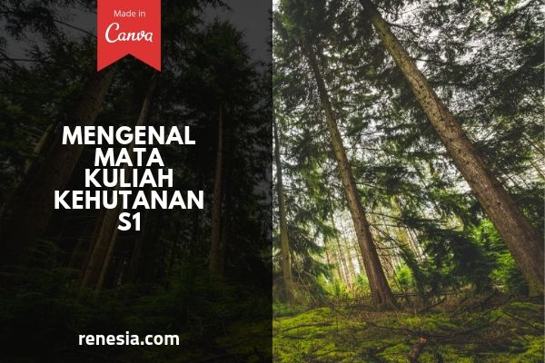 Mengenal Beberapa Mata Kuliah Kehutanan