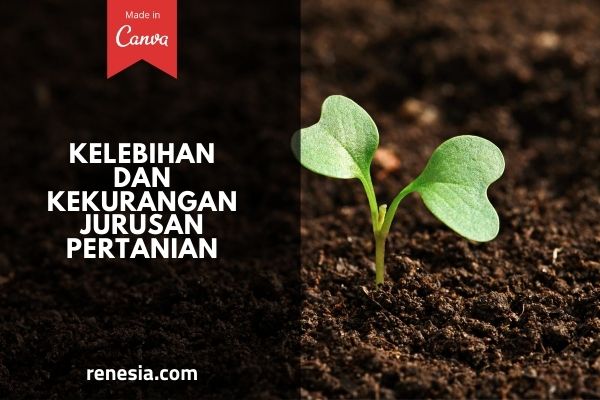 Kelebihan Dan Kekurangan Jurusan Pertanian
