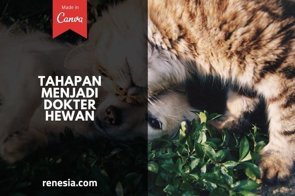 Tahapan Menjadi Dokter Hewan