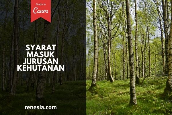 Syarat Masuk Jurusan Kehutanan